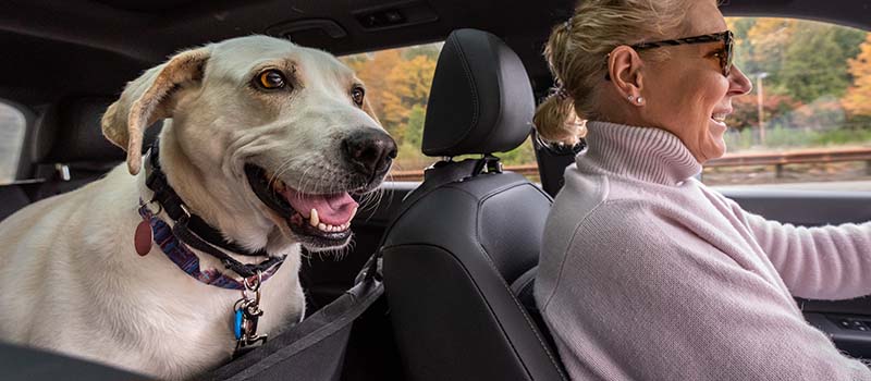 Dog Riding In The Car