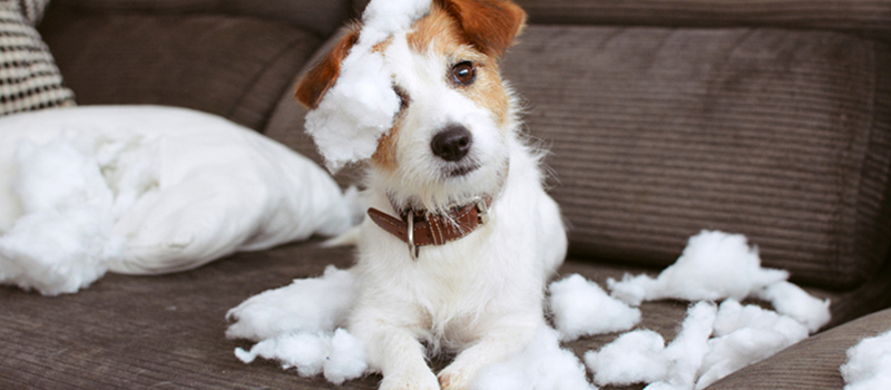 Pet Damage and Homeowners Insurance Coverage | National General Insurance