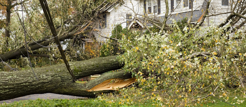 Tree fallen against a home