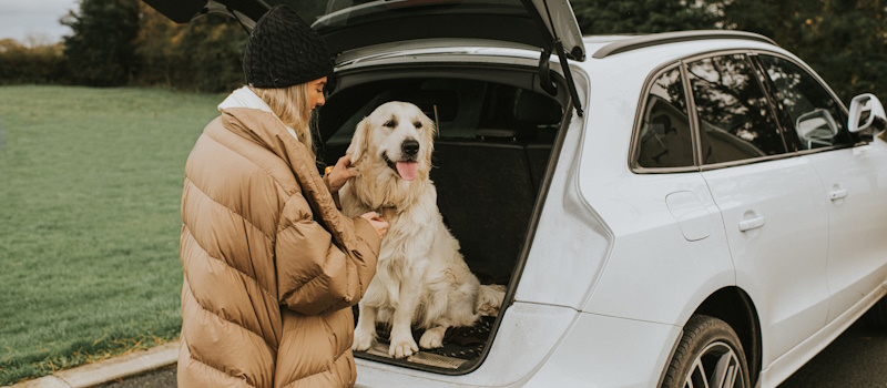 Owner securing dog in her car